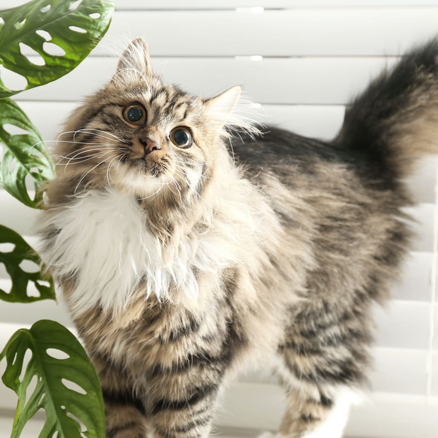 Pet Boarding Maine: Top 10 Luxurious Pet Retreats