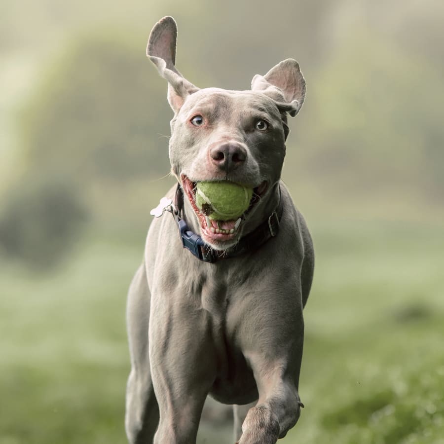 Geriatric Care for Pets, Cleveland