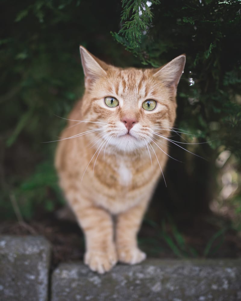 Mt. Yonah Animal Hospital | Cleveland Speciality & Emergency Vet