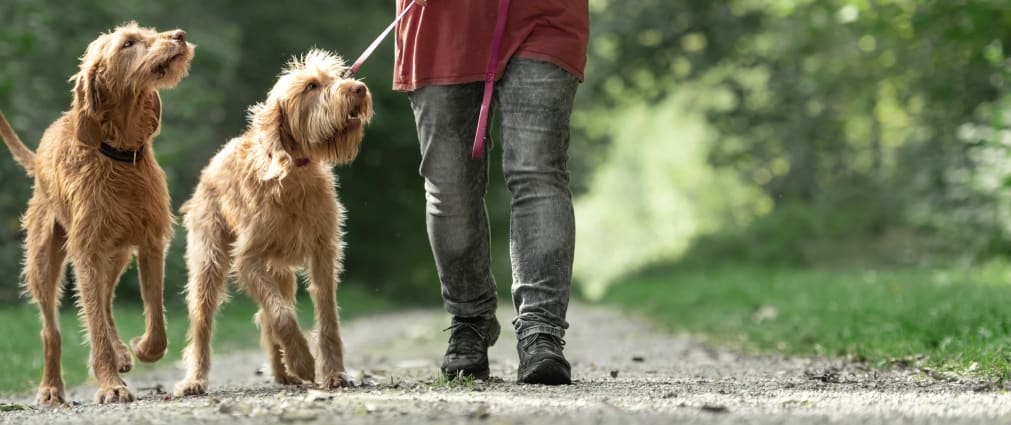 Mt. Yonah Animal Hospital | Cleveland Speciality & Emergency Vet